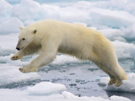 Greenland polar bear management plan seeks balance between conservation and exploitation