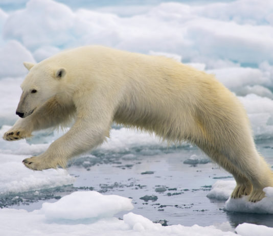 How the narrative on polar bears has become a problem for Arctic environmental groups
