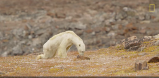 National Geographic admits skeletal polar bear-global warming link ‘went too far’