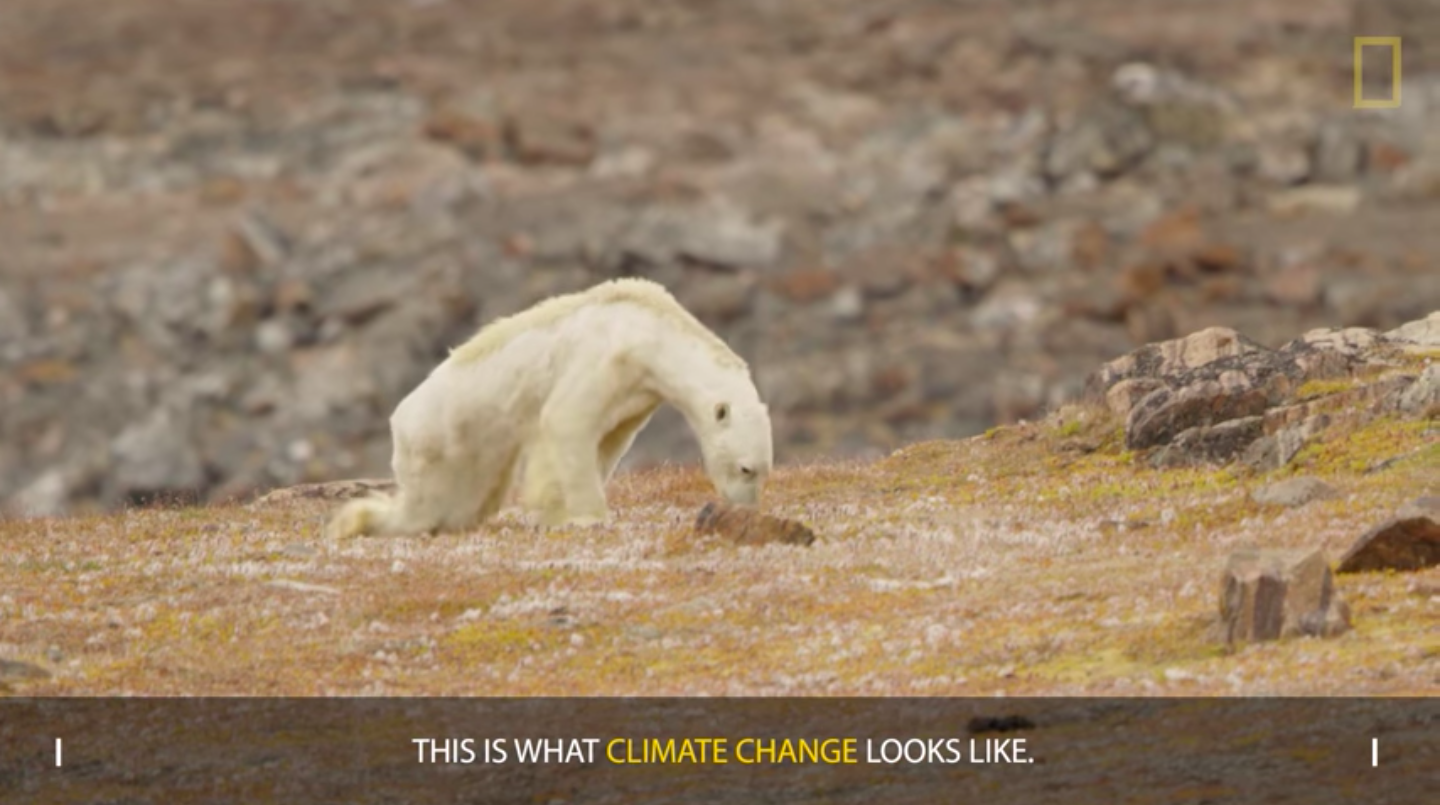 National Geographic admits skeletal polar bear-global warming link 'went  too far' - ArcticToday