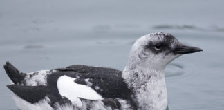 One scientist’s life’s work has given us a unique biography of a dwindling Arctic bird colony