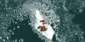 How you can help scientists track Arctic walrus populations from space