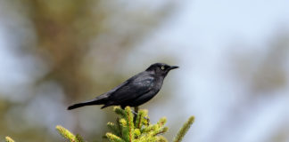 Birds in the boreal forest will venture further north as the climate changes