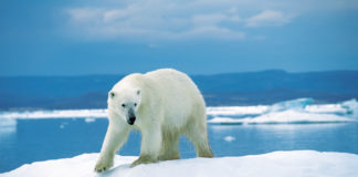 Reflecting local fears of increased attacks, Nunavut’s new draft polar bear plan boosts quotas