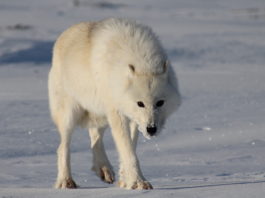 A new DNA study reveals a previously unidentified North American ‘polar wolf’