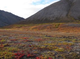 After delay, planning resumes on a controversial 200-mile road through Arctic Alaska