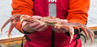 Alaska’s Bering Sea crab crisis is a sign of big changes in the future, scientists warn