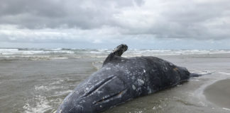 U.S. biologists probe deaths of 70 emaciated gray whales