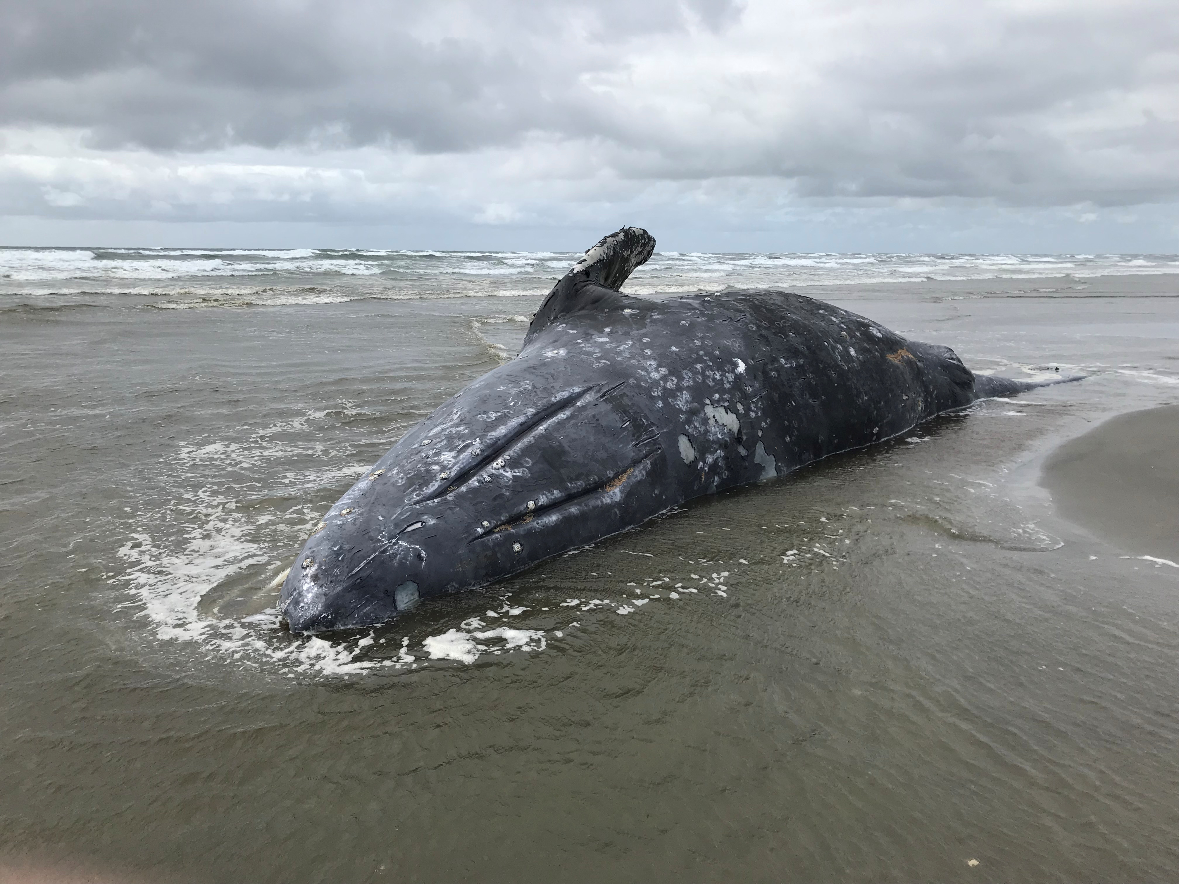 U.S. biologists probe deaths of 70 emaciated gray whales - ArcticToday