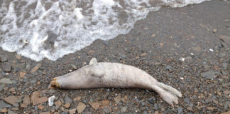 Alaskans find more dead seals along warming Arctic seas