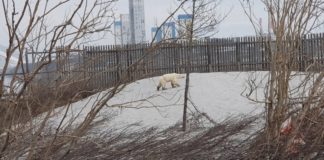 Exhausted polar bear wanders into Siberian city