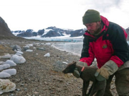 An Arctic fox surprises researchers with an epic run across polar ice from Svalbard to Canada