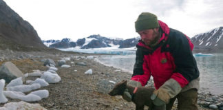 An Arctic fox surprises researchers with an epic run across polar ice from Svalbard to Canada