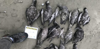 Alaska seabird die-offs, now in their fifth year, are a ‘red flag’ in warming climate