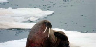 Walruses attacked and sank a Russian landing craft at Franz Josef Land
