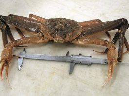 EU grants more licenses in contested snow crab fisheries near Svalbard