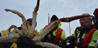 Invasive Arctic crab species in Norway are expanding to new shores