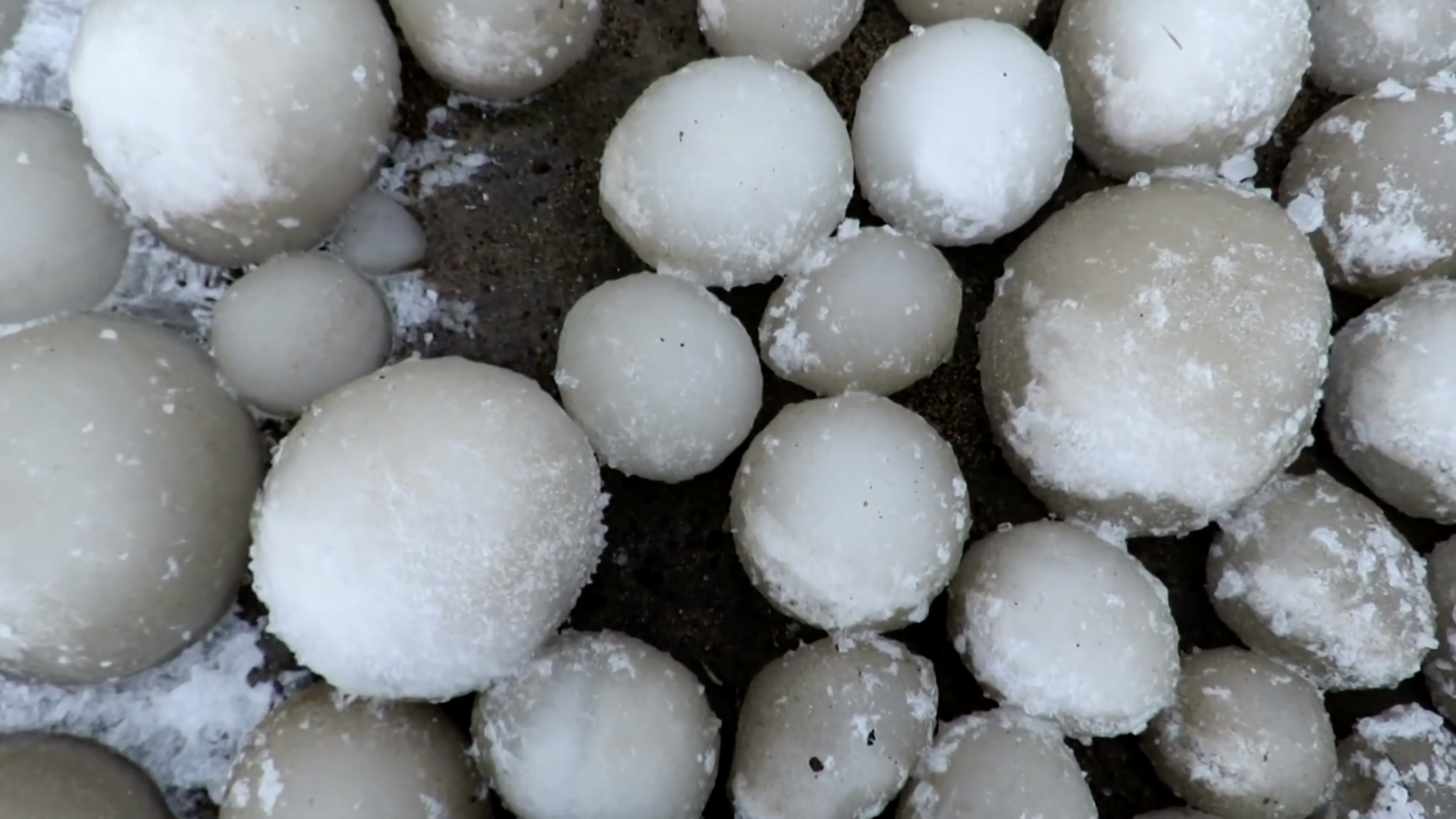 Thousands of rare 'ice eggs' have appeared on a beach in