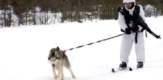 Soldiers, skis and sled dogs: Russian military team up with huskies
