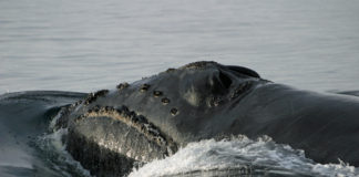 Why signs of ultra-rare right whales are showing up in farther-north Alaska waters — and why that’s worrisome
