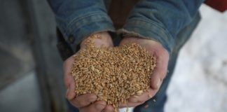Wheat in Whitehorse: How climate change helps feed Canada’s remote regions