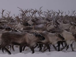 Starvation deaths loom for reindeer as huge amount of snow piles up over icy crust