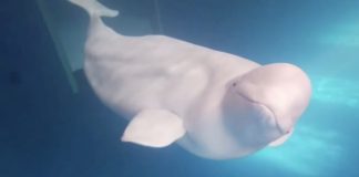 Two belugas are preparing to be released in Iceland’s new open water sanctuary
