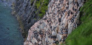 Climate change is challenging Nunavut’s thick-billed murres