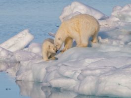Is a polar bear eating reindeer normal behavior — or the result of climate change?