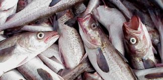 Russia is poised to open the first-ever commercial pollock fishery in Chukchi Sea