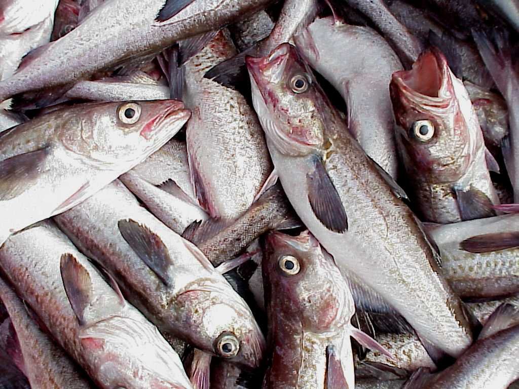 Russia is poised to open the first-ever commercial pollock fishery in  Chukchi Sea - ArcticToday