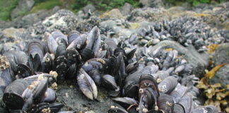 Alaska’s first shellfish toxin death in 10 years comes amid signs of spreading harmful algal blooms