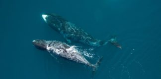 Cumberland Sound bowhead whales may be able to adapt to habitat changes: study
