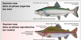 Pink salmon catches in Nunavik are raising red flags for biologists