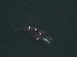 Dead bowheads in Beaufort and Chukchi point to increased killer whale presence in Arctic