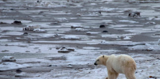 How a Canadian town hopes to use radar to warn of approaching polar bears