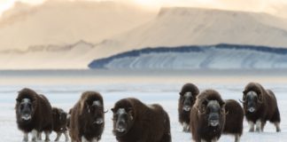 A new database reveals previously unsuspected patterns of Arctic animal movement