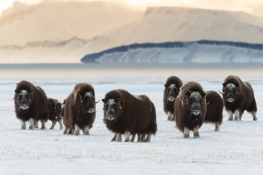 A new database reveals previously unsuspected patterns of Arctic animal  movement - ArcticToday