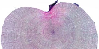How tiny growth rings revealed the secret link between sea ice loss and tundra ‘greening’ and ‘browning’