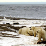 An environmental group plans to sue over the impact to polar bears from a new Alaska oil project