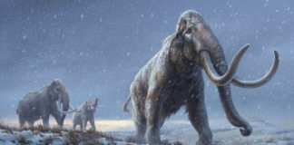 Teeth from Siberian mammoths yield oldest DNA ever recovered
