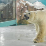 China’s ‘polar bear hotel’ opens to full bookings, criticism