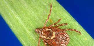 Ticks — and tick-borne risks — are creeping north to the Arctic as the climate warms