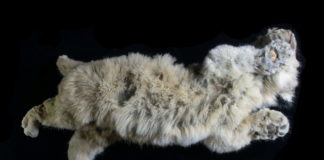 A well-preserved cave lion cub found in Siberian permafrost is 28,000 years old
