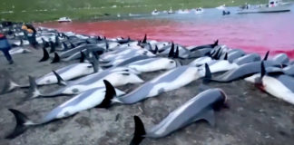 Faroe Islands will look into dolphin hunt after a record high catch