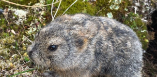 The Arctic’s most populous mammal is still a puzzle for researchers