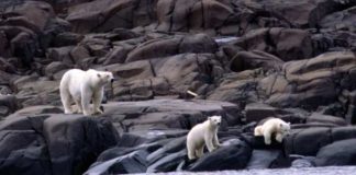 Polar bears may be inbreeding as climate change melts away Arctic ice