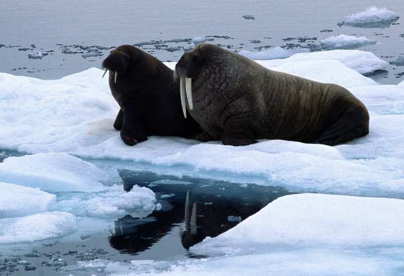 Scientists find a record number of Atlantic walruses in the Russian Arctic  - ArcticToday