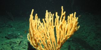 A new research effort focuses on Alaska’s sub-Arctic corals and sponges