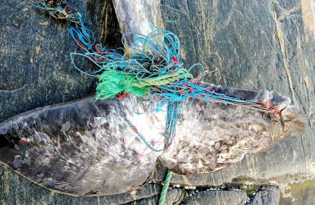 Greenland looks for ways to bust ghost fishing gear - ArcticToday